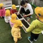 苺の苗の植え付け🍓