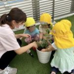 ミニトマトの苗植え🍅