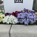 春